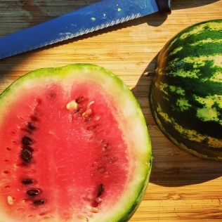 Yummy....watermelon harvest.